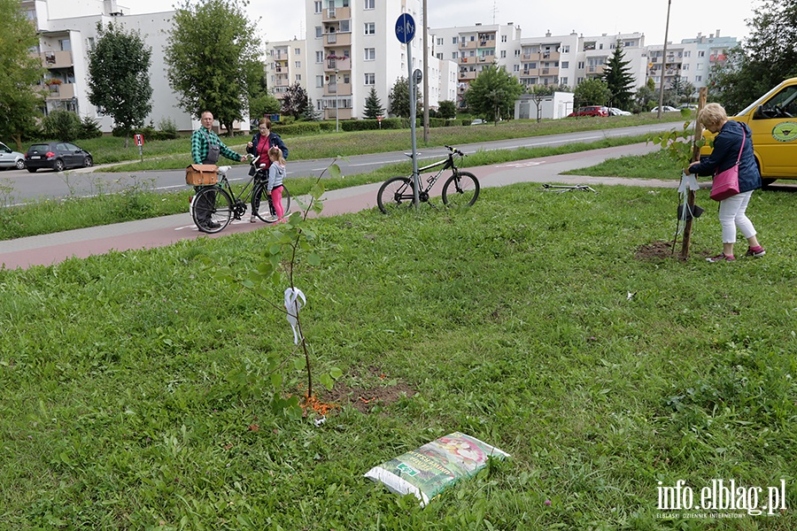Sadzenie drzew przy ulicy Legionw., fot. 27