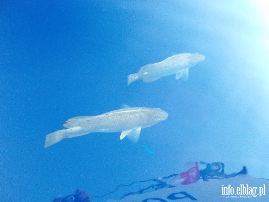Za wasne pienidze zbudowa d i przepyn Ocean Atlantycki!, fot. 24