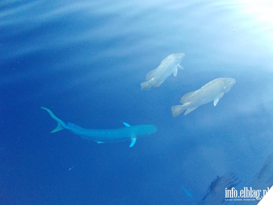 Za wasne pienidze zbudowa d i przepyn Ocean Atlantycki!, fot. 25