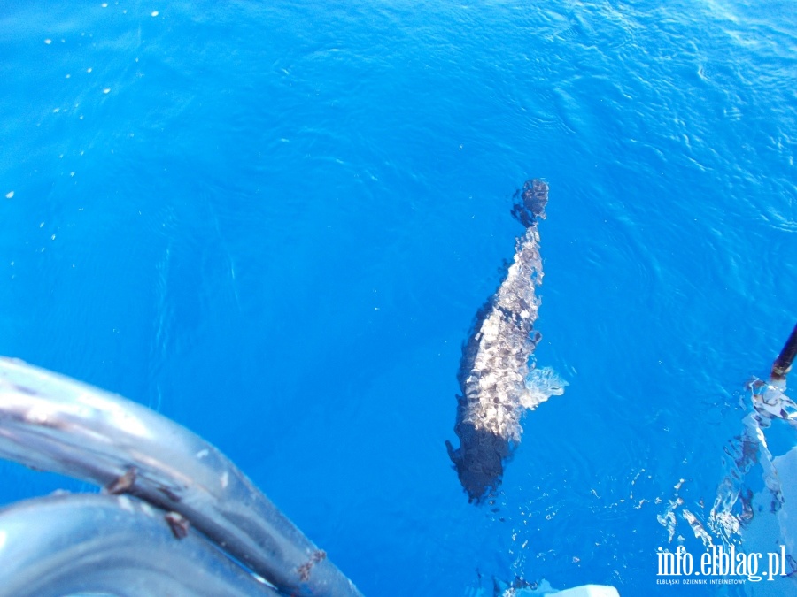 Za własne pieniądze zbudował łódź i przepłynął Ocean Atlantycki!, fot. 26
