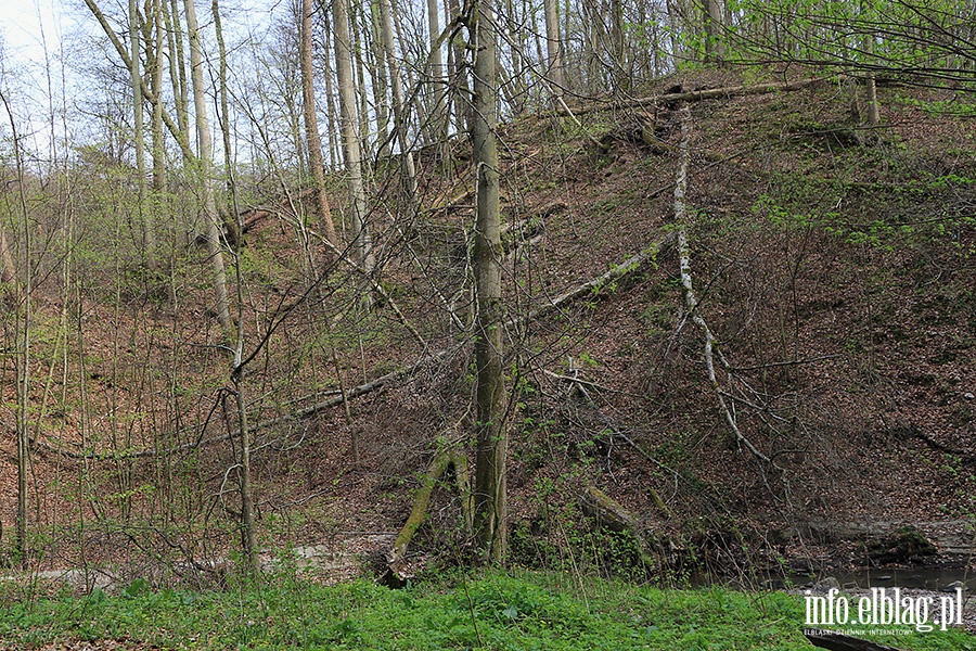 Bażantarnia,trasa wzdłuż Srebnego Potoku, fot. 23