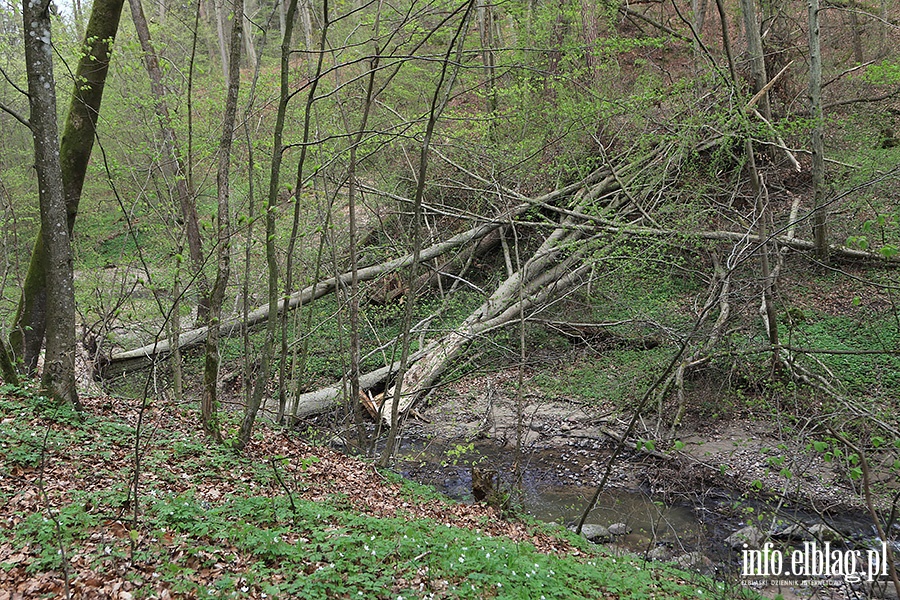 Baantarnia,trasa wzdu Srebnego Potoku, fot. 48