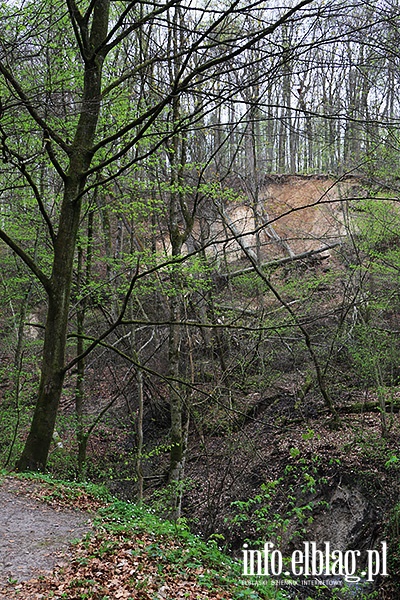 Bażantarnia,trasa wzdłuż Srebnego Potoku, fot. 66