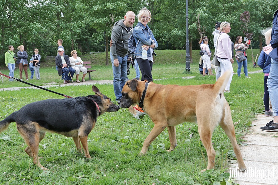 Parada psw adoptowanych, fot. 8