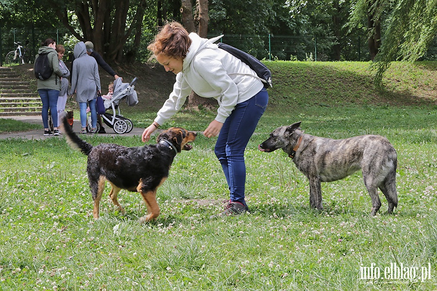 Parada psw adoptowanych, fot. 21