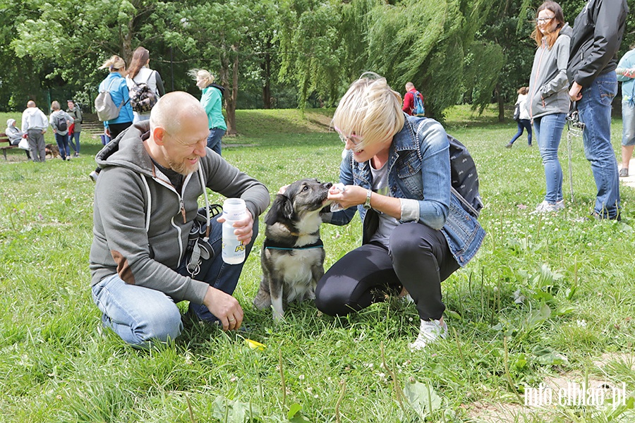 Parada psów adoptowanych, fot. 23