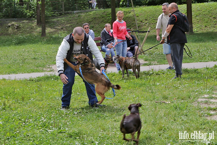 Parada psw adoptowanych, fot. 24