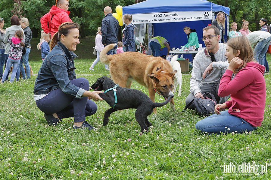 Parada psw adoptowanych, fot. 39