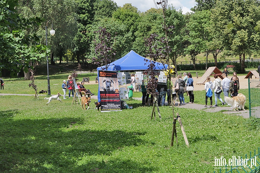 Parada psów adoptowanych, fot. 54