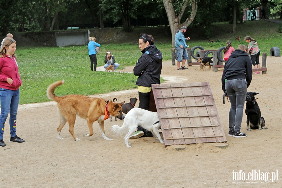 Parada psw adoptowanych, fot. 55