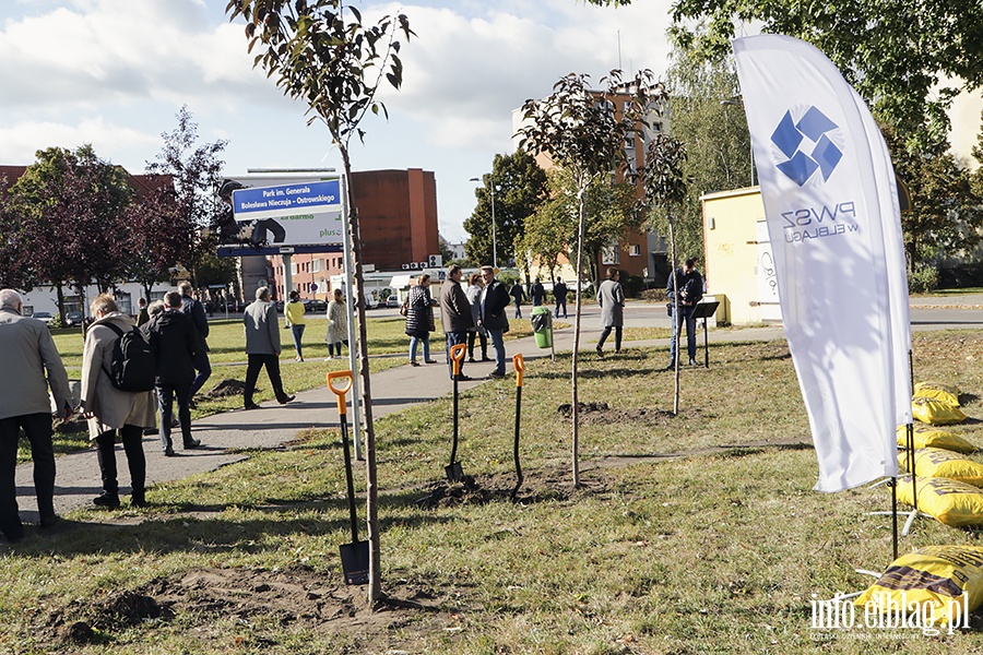 20 lat PWSZ sadzenie drzewek, fot. 21