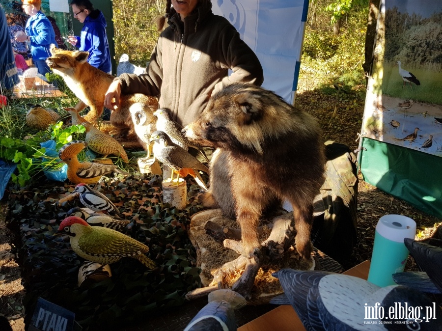 Ptasi piknik w Krynicy Morskiej, fot. 17