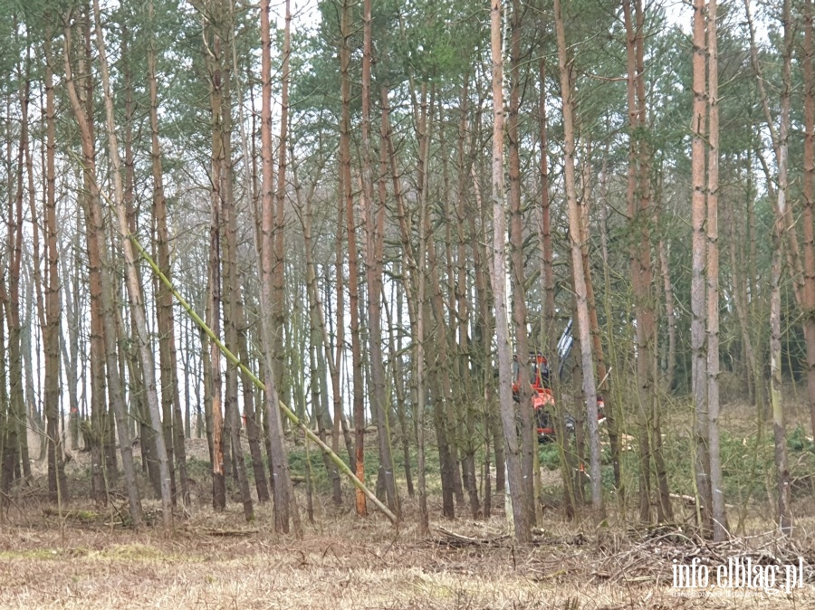 Wycinka drzew w miejscu Przekopu Mierzei Wilanej, fot. 2