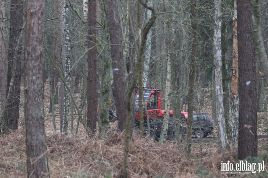 Wycinka drzew w miejscu Przekopu Mierzei Wiślanej, fot. 7