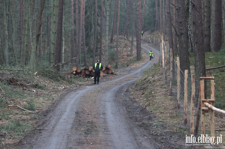 Wycinka drzew w miejscu Przekopu Mierzei Wilanej, fot. 14