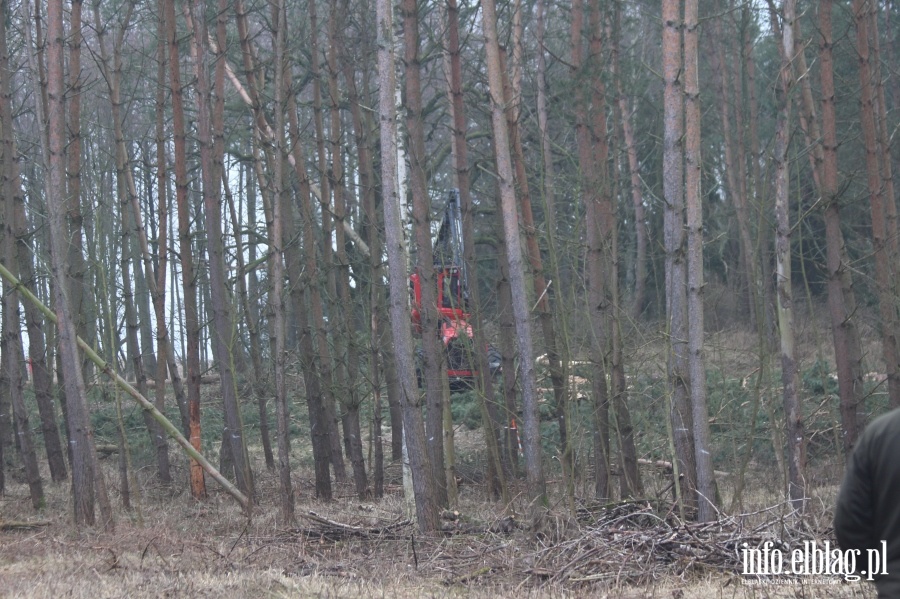 Wycinka drzew w miejscu Przekopu Mierzei Wilanej, fot. 23