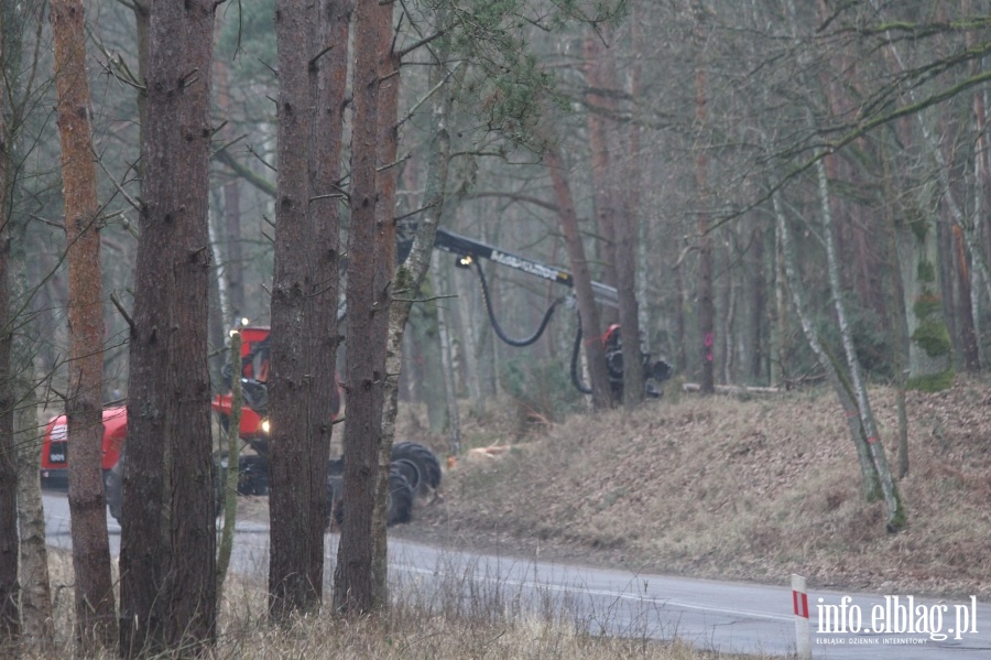Wycinka drzew w miejscu Przekopu Mierzei Wilanej, fot. 41