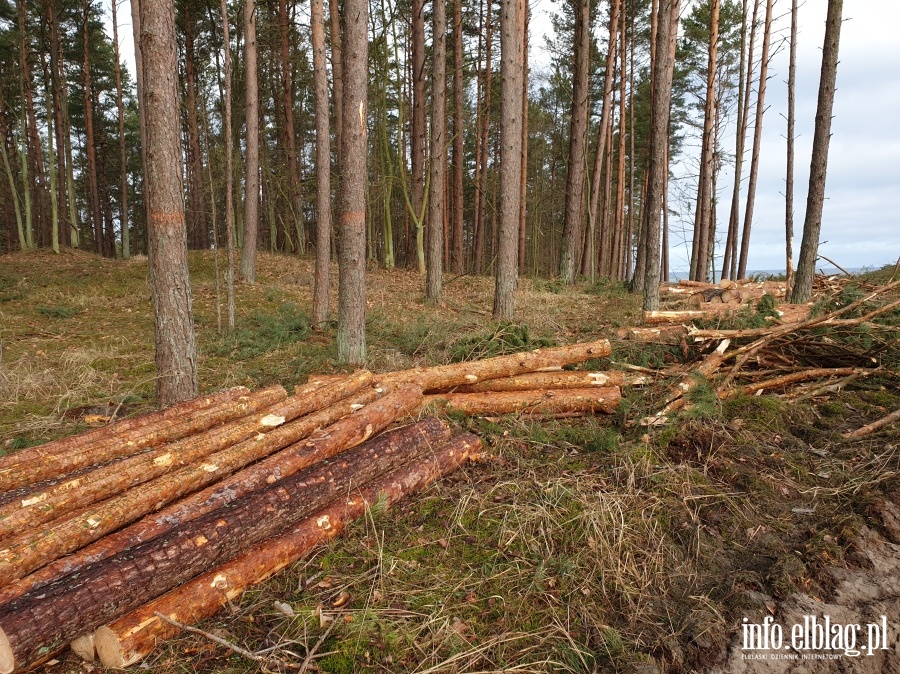 Zakoczenie wycinki drzew na terenie Przekopu Mierzei Wilanej, fot. 6