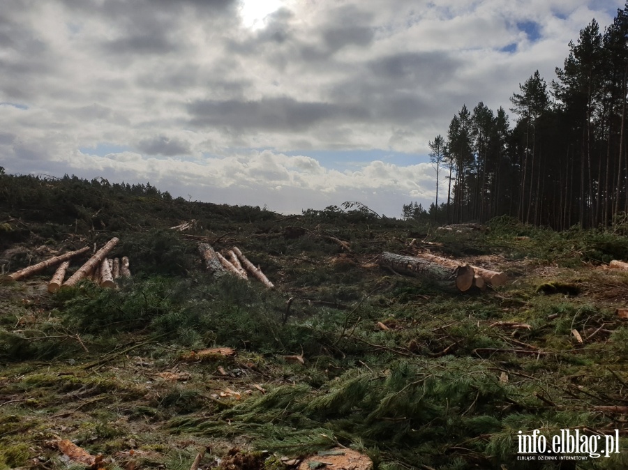 Zakoczenie wycinki drzew na terenie Przekopu Mierzei Wilanej, fot. 9