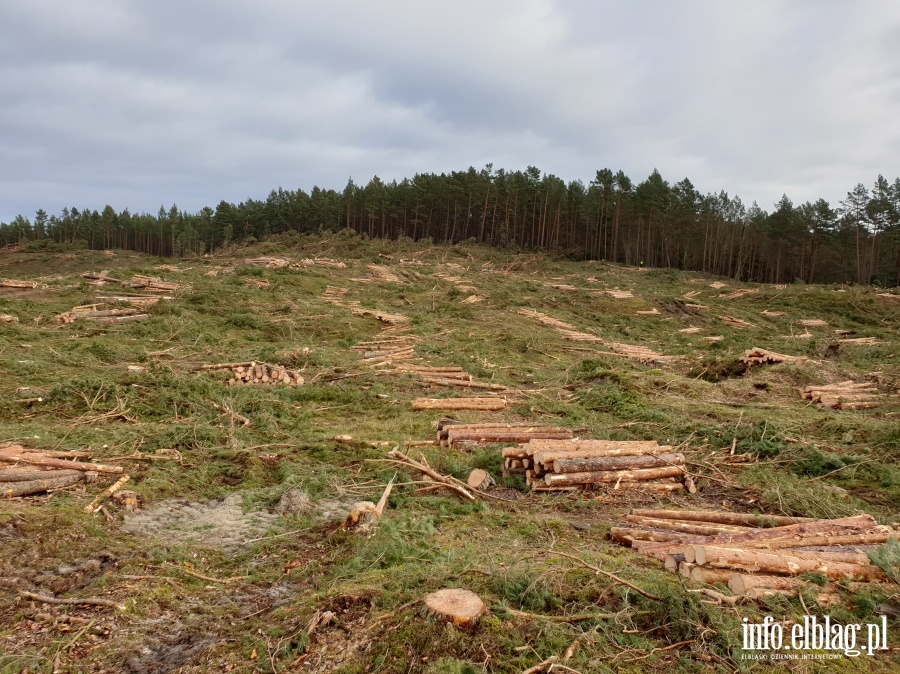 Zakoczenie wycinki drzew na terenie Przekopu Mierzei Wilanej, fot. 12
