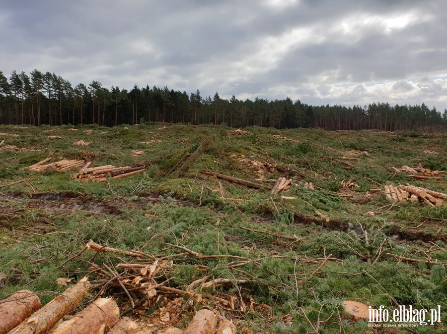 Zakoczenie wycinki drzew na terenie Przekopu Mierzei Wilanej, fot. 18