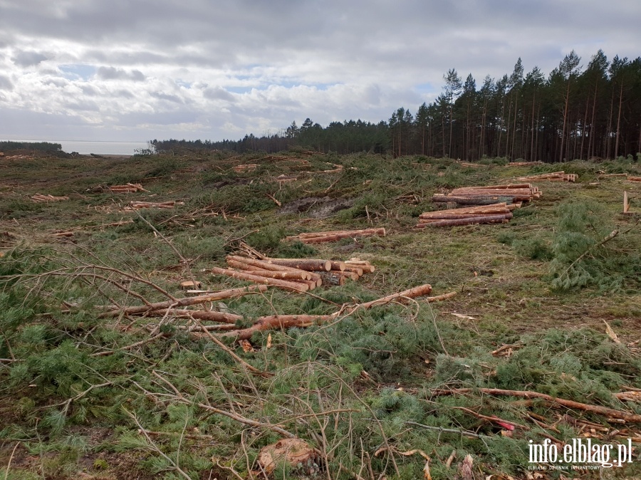 Zakoczenie wycinki drzew na terenie Przekopu Mierzei Wilanej, fot. 19