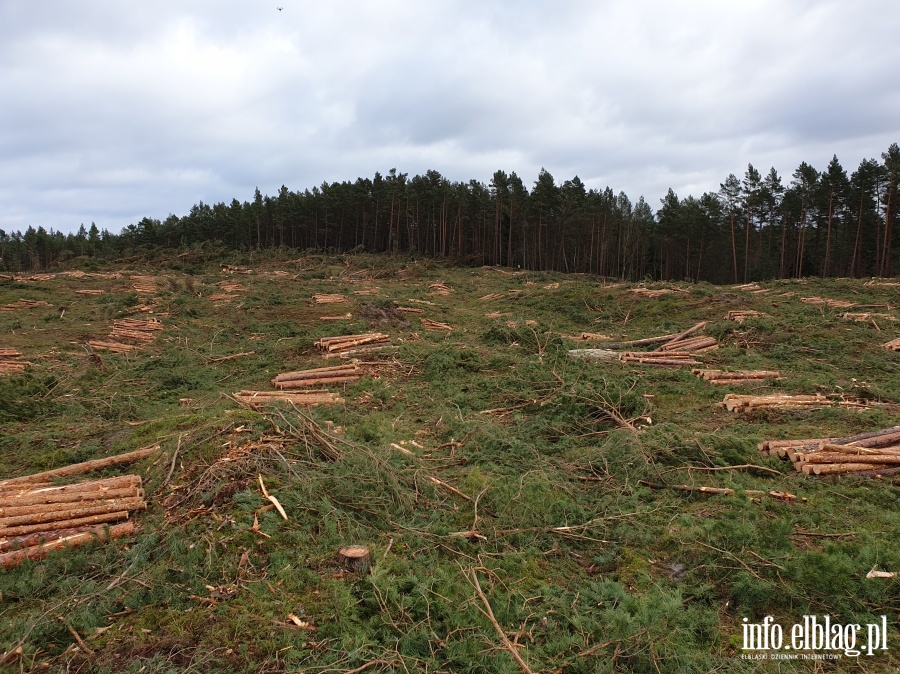 Zakoczenie wycinki drzew na terenie Przekopu Mierzei Wilanej, fot. 23