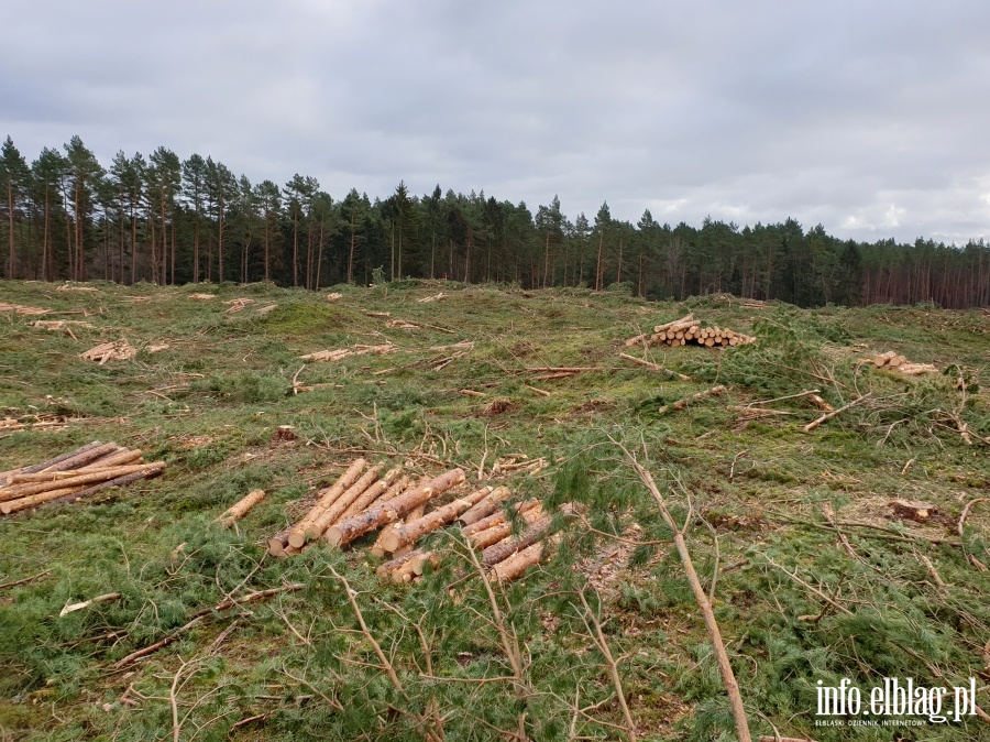 Zakoczenie wycinki drzew na terenie Przekopu Mierzei Wilanej, fot. 24