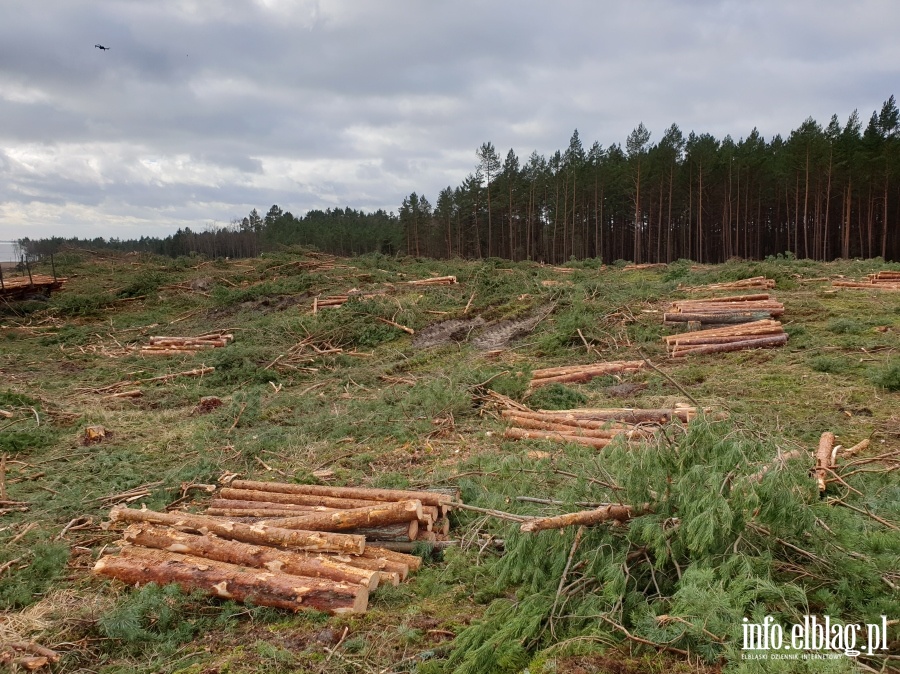 Zakoczenie wycinki drzew na terenie Przekopu Mierzei Wilanej, fot. 26
