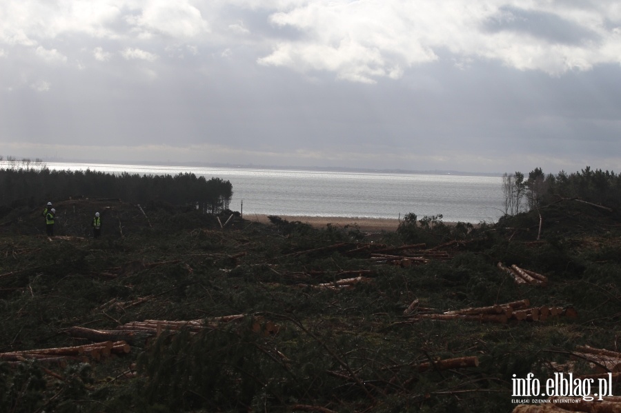 Zakoczenie wycinki drzew na terenie Przekopu Mierzei Wilanej, fot. 43