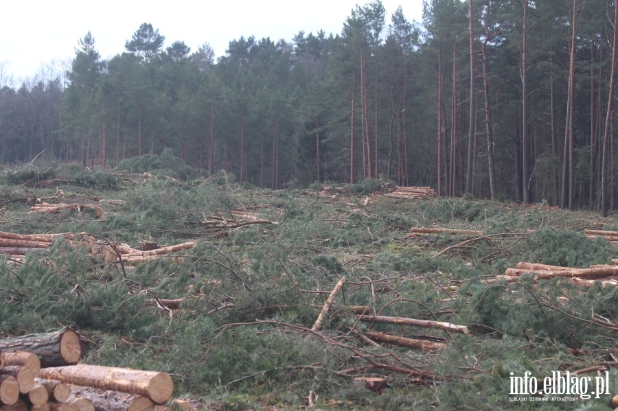 Zakoczenie wycinki drzew na terenie Przekopu Mierzei Wilanej, fot. 44