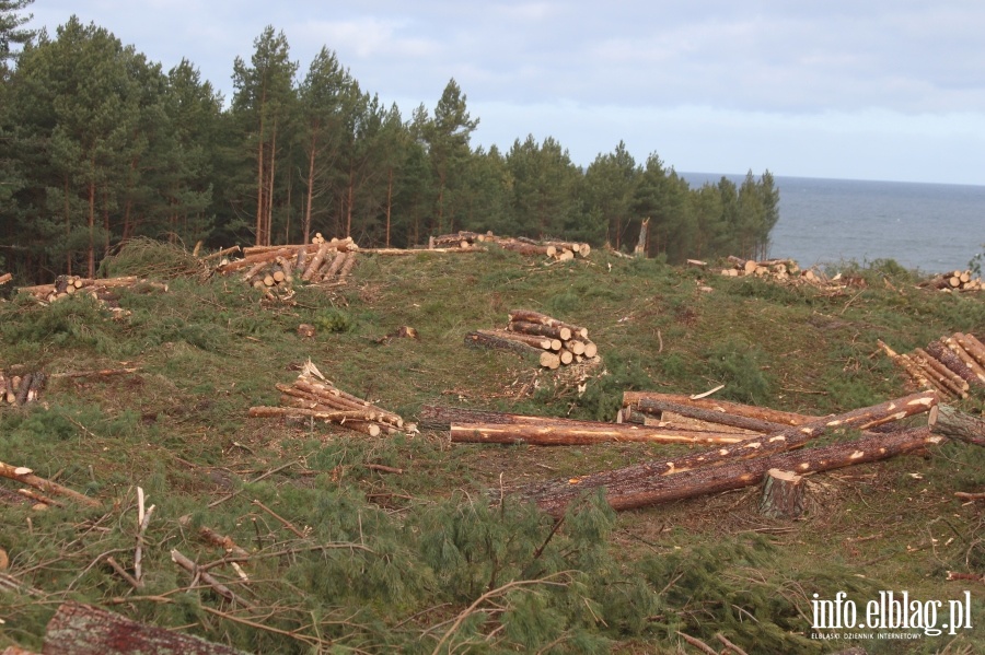 Zakoczenie wycinki drzew na terenie Przekopu Mierzei Wilanej, fot. 45