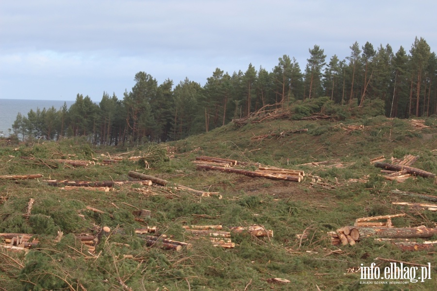 Zakoczenie wycinki drzew na terenie Przekopu Mierzei Wilanej, fot. 46
