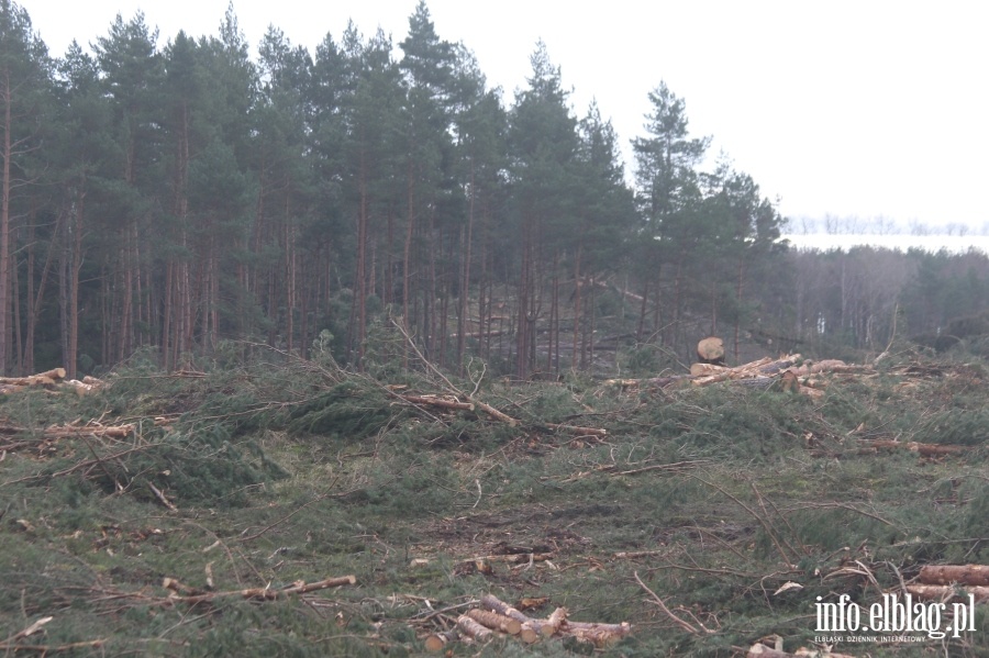 Zakoczenie wycinki drzew na terenie Przekopu Mierzei Wilanej, fot. 48