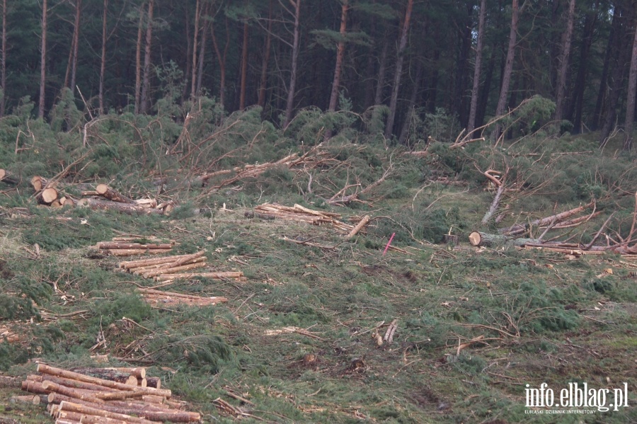 Zakoczenie wycinki drzew na terenie Przekopu Mierzei Wilanej, fot. 50