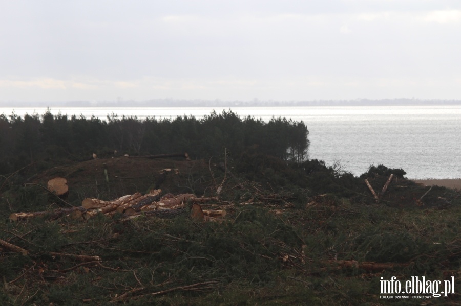 Zakoczenie wycinki drzew na terenie Przekopu Mierzei Wilanej, fot. 53
