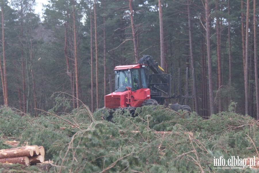 Zakoczenie wycinki drzew na terenie Przekopu Mierzei Wilanej, fot. 55