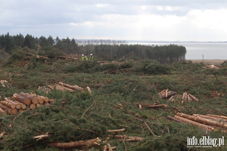 Zakoczenie wycinki drzew na terenie Przekopu Mierzei Wilanej, fot. 62