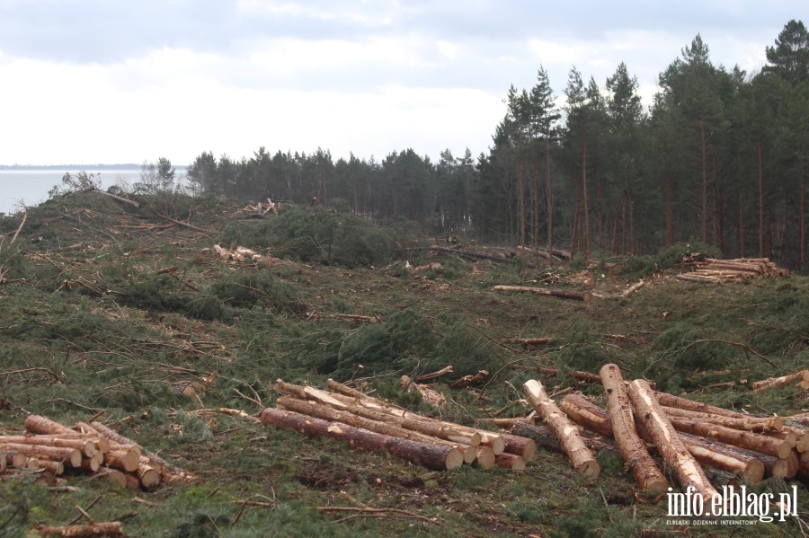 Zakoczenie wycinki drzew na terenie Przekopu Mierzei Wilanej, fot. 63