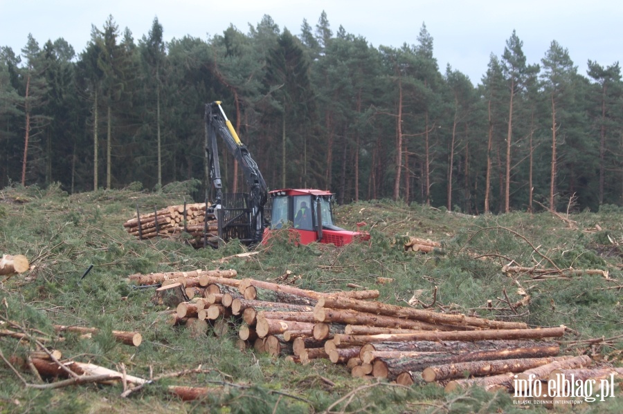 Zakoczenie wycinki drzew na terenie Przekopu Mierzei Wilanej, fot. 68