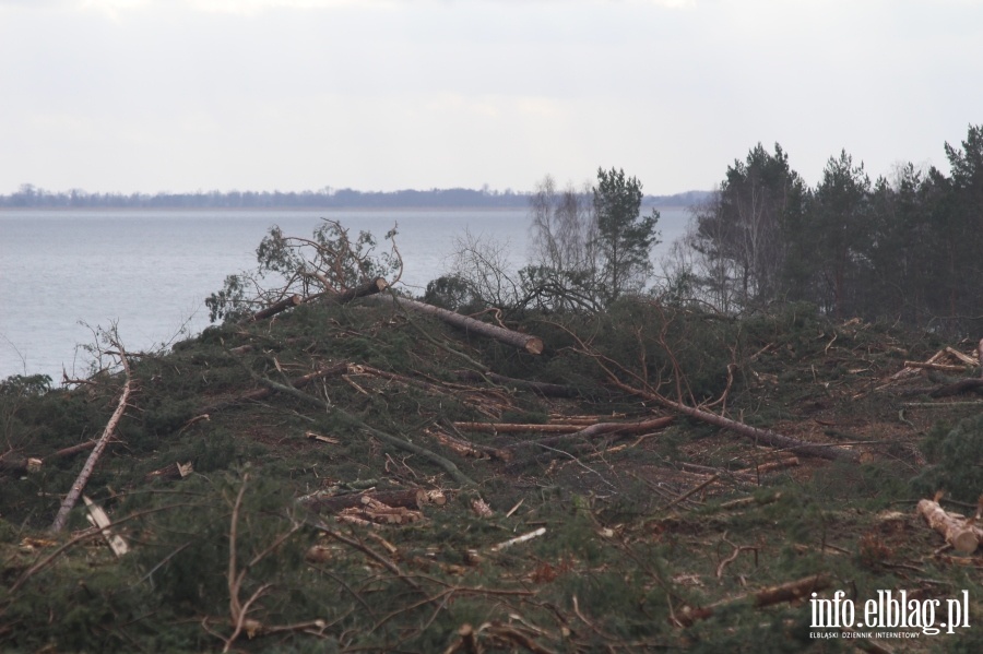 Zakoczenie wycinki drzew na terenie Przekopu Mierzei Wilanej, fot. 69