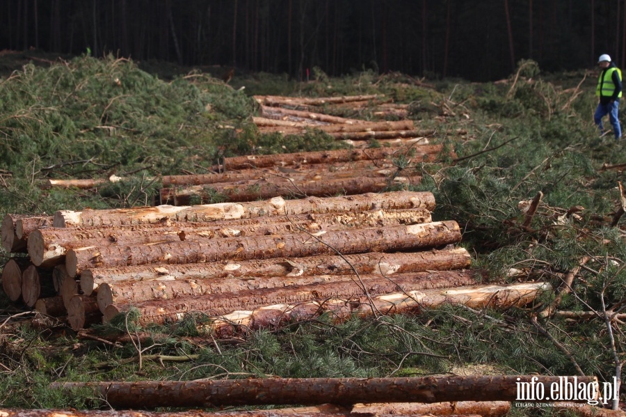 Zakoczenie wycinki drzew na terenie Przekopu Mierzei Wilanej, fot. 70
