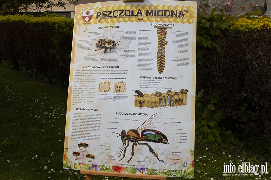 Galeria - "  Ju 4 budki dla pszcz powstay na terenie placwek szkolno-wychowawczych w naszym miecie ", fot. 40