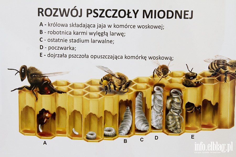 Galeria - "  Ju 4 budki dla pszcz powstay na terenie placwek szkolno-wychowawczych w naszym miecie ", fot. 42