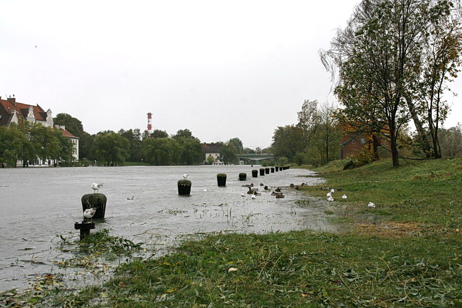 Podtopienia spowodowane cofką do rzeki Elbląg, fot. 30
