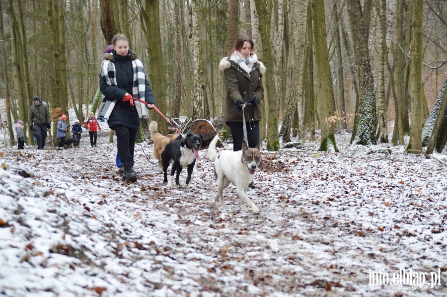 Sylwestrowy "Bieg na 6 łap", fot. 22
