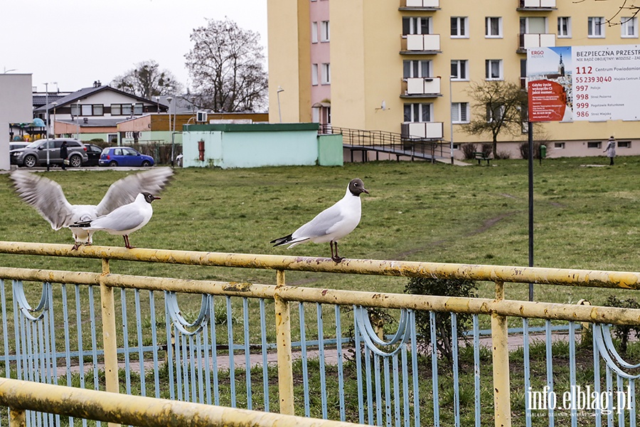 Miasto w czasie zagroenia koronawirusem - Zatorze, fot. 11