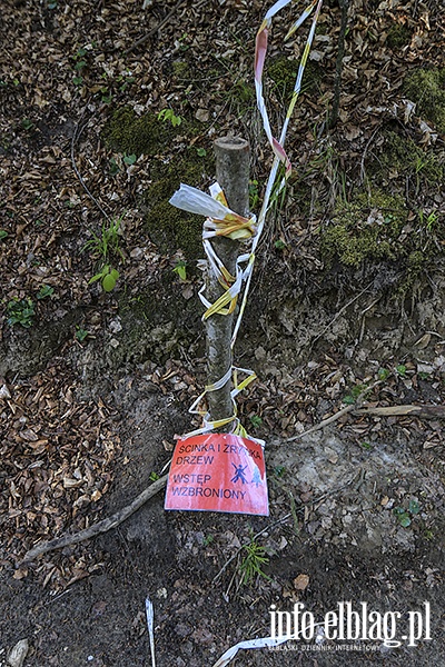 Bażantarnia wycinka drzew, fot. 1