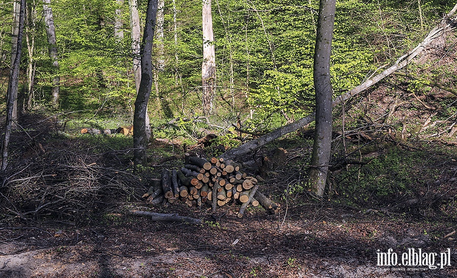 Bażantarnia wycinka drzew, fot. 27