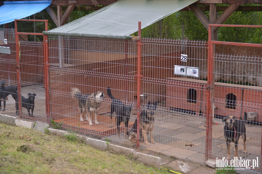 Otoz Animals - Schronisko dla zwierzakw, fot. 16